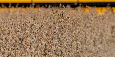 SLC Agrícola (SLCE3): Cade aprova aquisição da Terra Santa (TESA3)