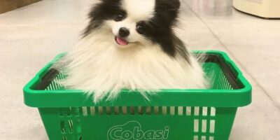 Caminho aberto: Cade dá aval à fusão entre Petz (PETZ3) e Cobasi