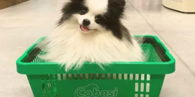 Caminho aberto: Cade dá aval à fusão entre Petz (PETZ3) e Cobasi