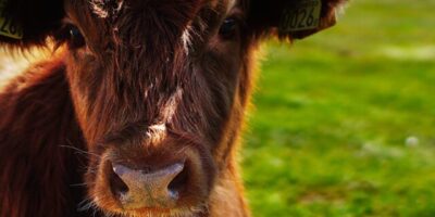 BB-BI vê JBS (JBSS32) no caminho certo, mas alerta para desafios: ainda vale comprar?