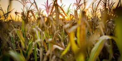 Fertilizantes Heringer (FHER3) atualiza preço para OPA com novo laudo; entenda