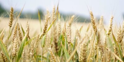 BrasilAgro (AGRO3) tem prejuízo líquido de R$ 5,82 milhões no 2T24; confira