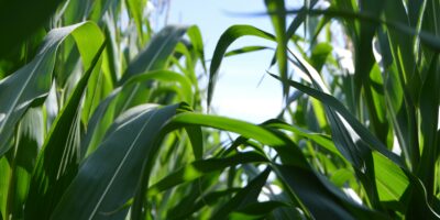 BrasilAgro (AGRO3) adquire empresa agrícola Novo Horizonte por R$ 36,4 milhões