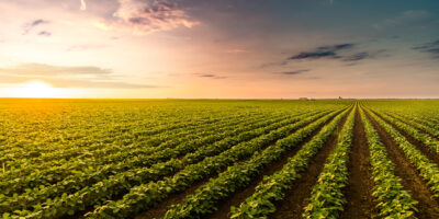 SLC Agrícola (SLCE3) reverte lucro e tem prejuízo de R$ 152,9 milhões no 4T23