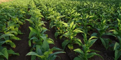 SNAG11 alcança máxima histórica em meio a ciclo de otimismo do agro