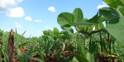 SNFZ11 mantém dividendos em patamar mais alto; veja como receber