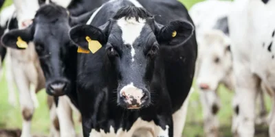 China fecha a torneira da carne? O risco que pode mexer com JBS (JBSS32), Minerva (BEEF3) e MBRF (MBRF3)