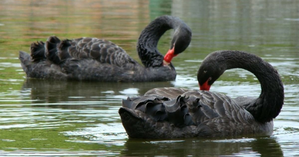 Cisne negro: conceito muito utilizado atualmente para eventos improváveis