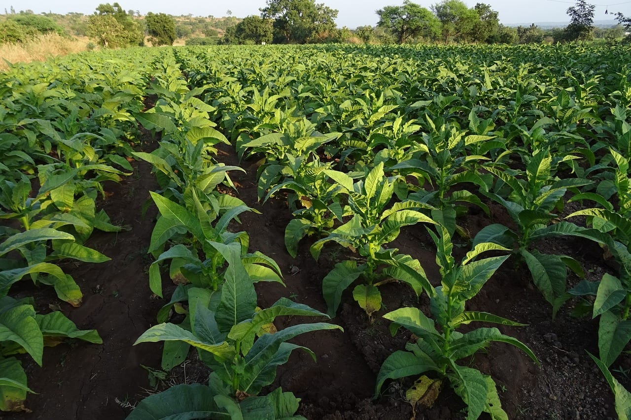 Crédito rural: uma ajuda para o agronegócio