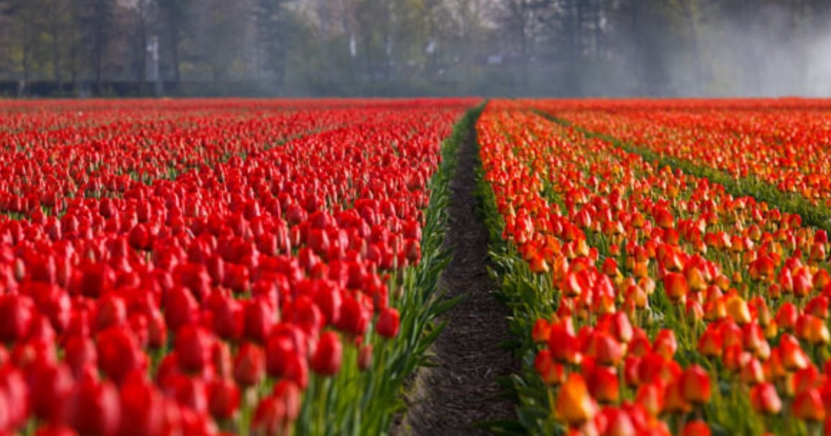 Bolha das tulipas: saiba mais sobre essa marcante bolha especulativa