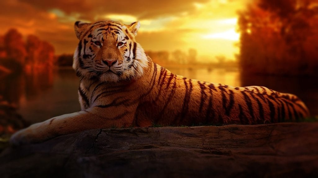 Tigres asiáticos: como esses países desenvolveram suas economias?