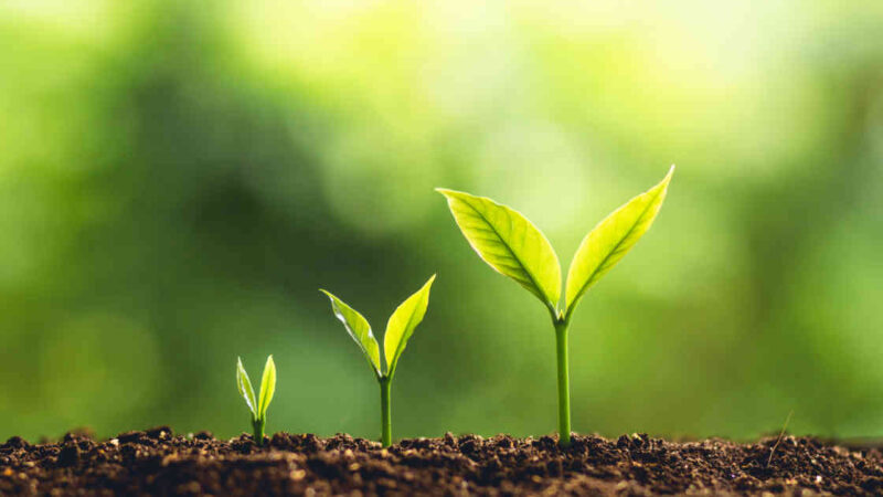 Growth Investing: conheça essa estratégia de investimentos