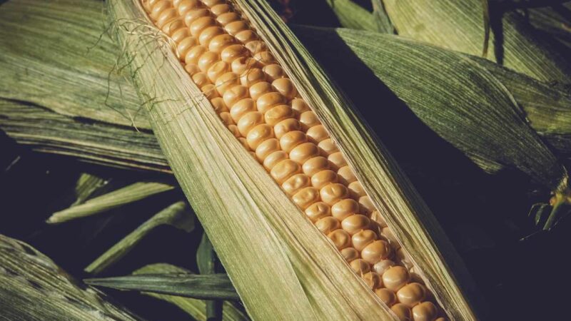 Agro Broker: entenda o que é e qual a sua área de atuação